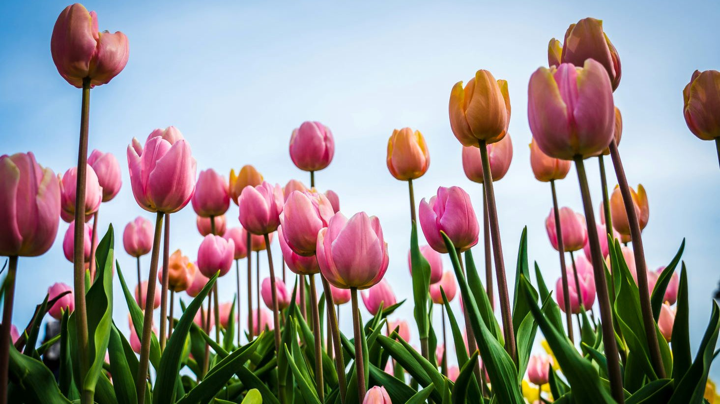 Ben jij al klaar voor de lente trends van 2019? - Gents