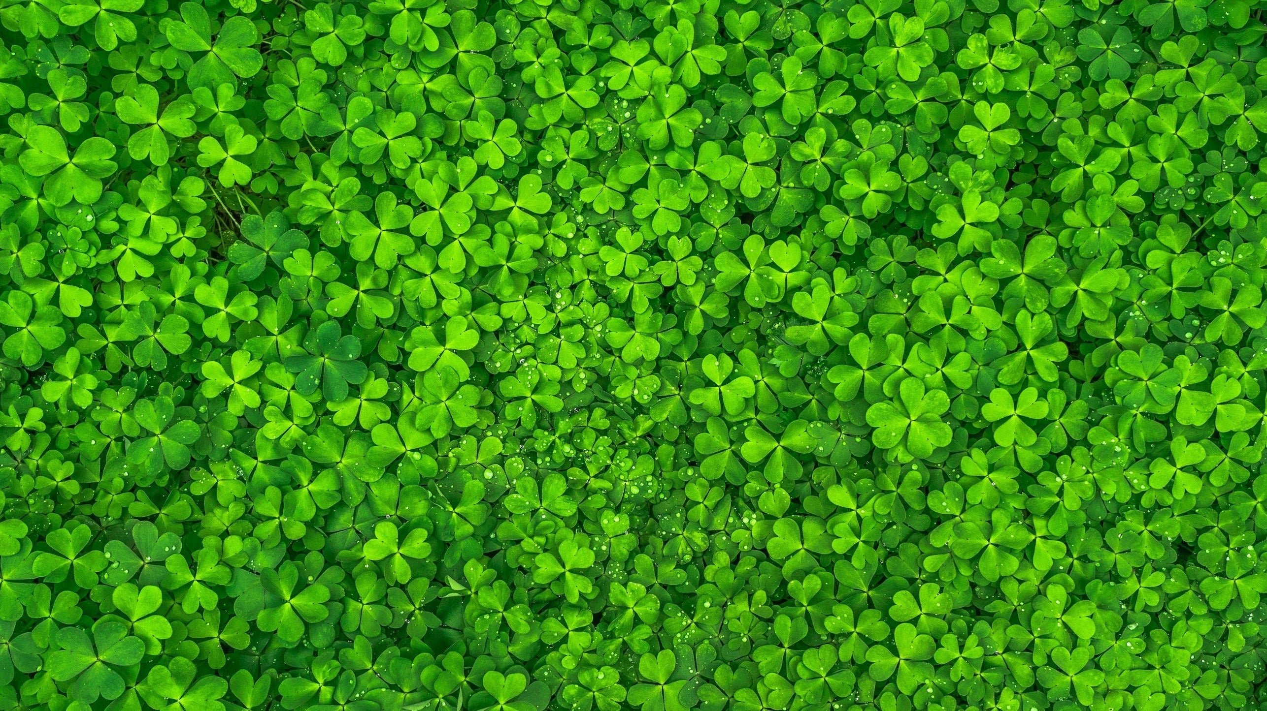 Feest outfit compleet voor St. Patrick’s Day? - Gents